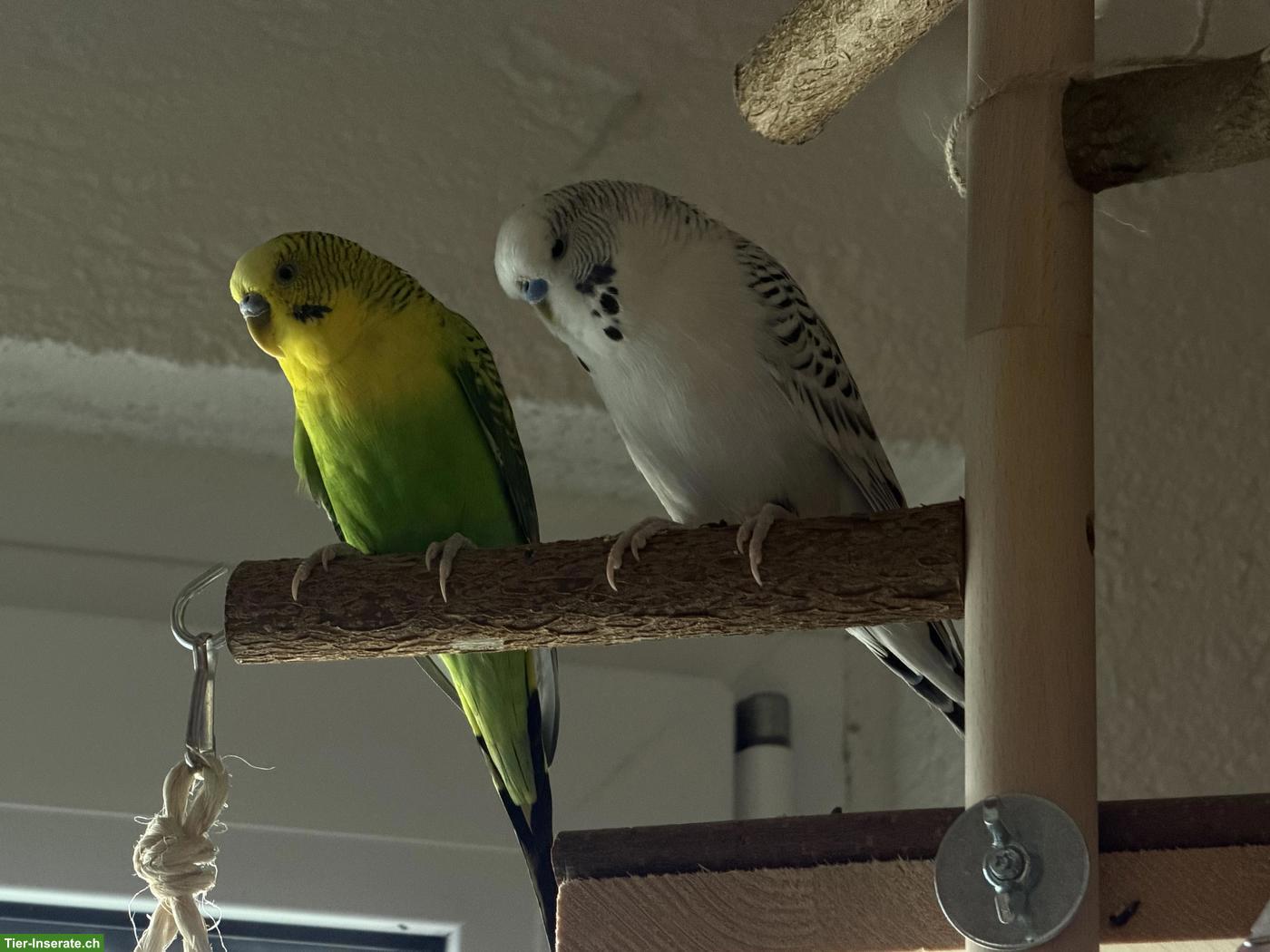 Bild 4: 4 Wellensittiche suchen gemeinsam ein neues Zuhause