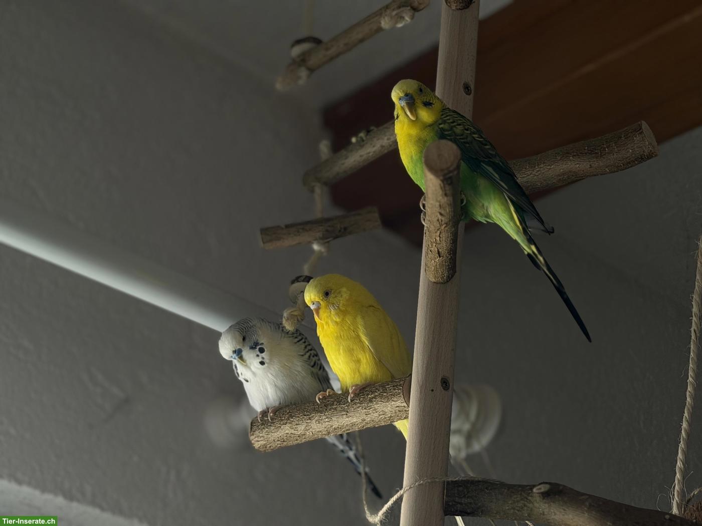 Bild 6: 4 Wellensittiche suchen gemeinsam ein neues Zuhause