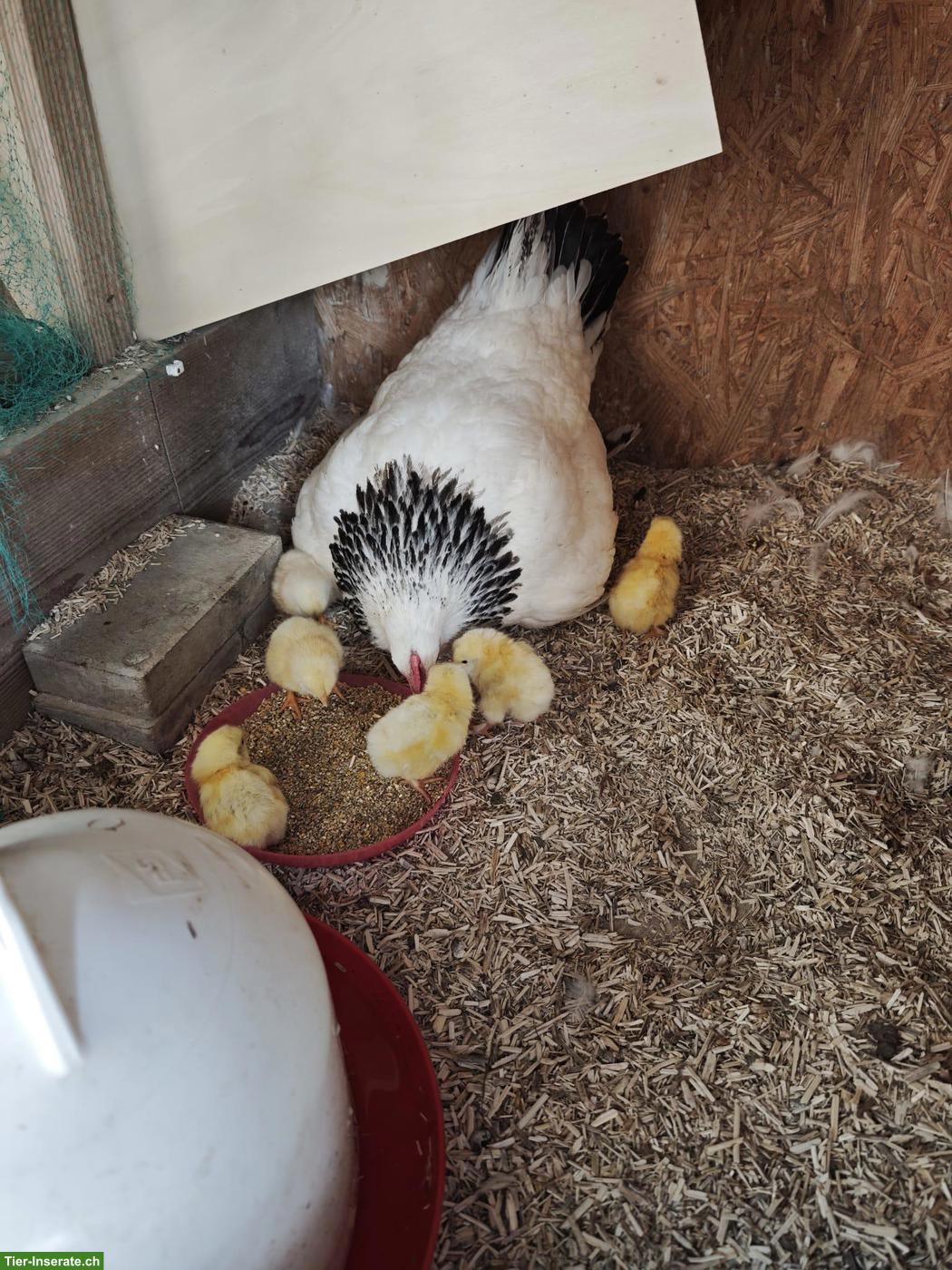 Sundheimer Küken suchen Ihr neues Zuhause