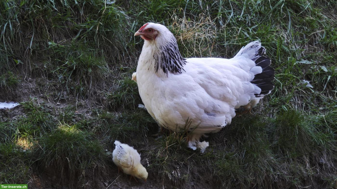 Bild 4: Sundheimer Küken suchen Ihr neues Zuhause