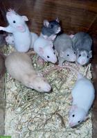 Junge Ratten m & w sind bereit für den Auszug