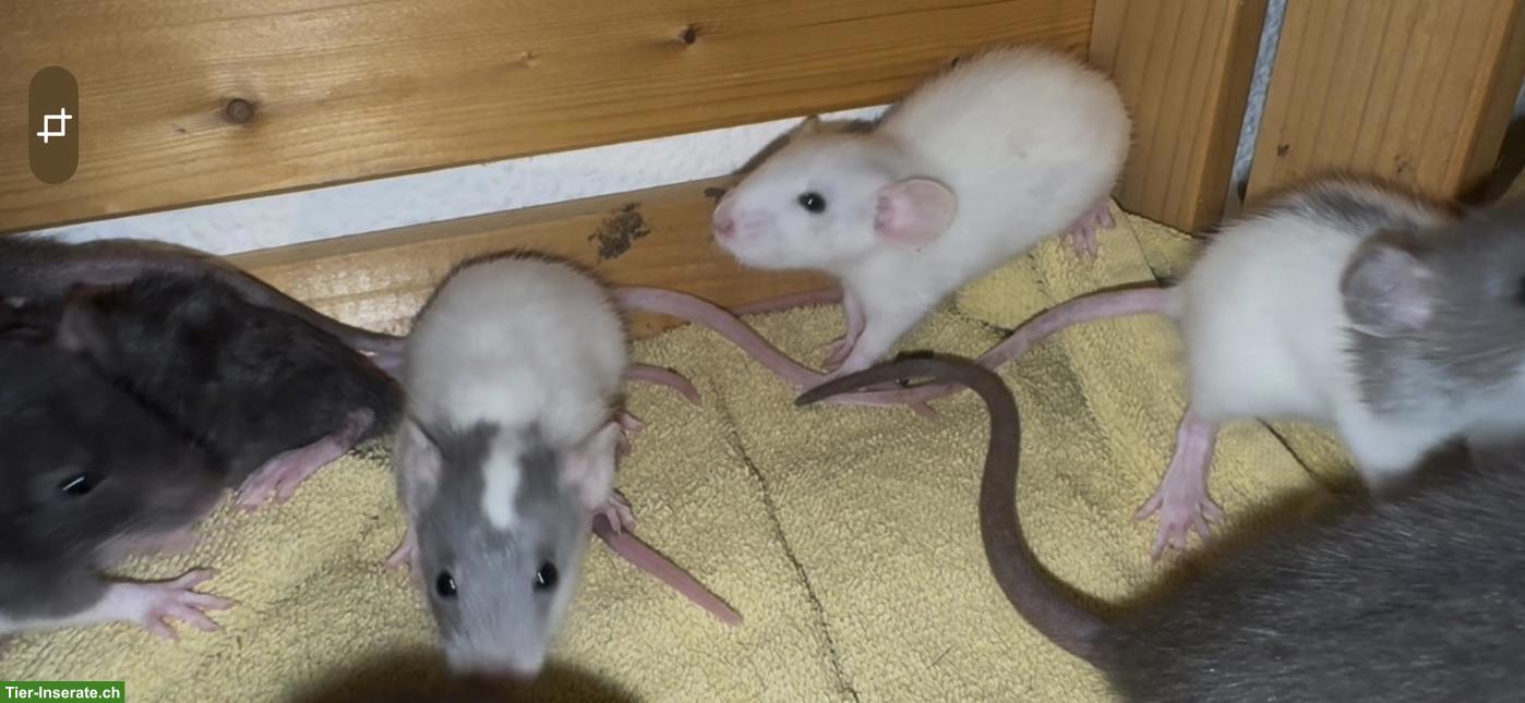 Bild 2: Junge Ratten m & w sind bereit für den Auszug