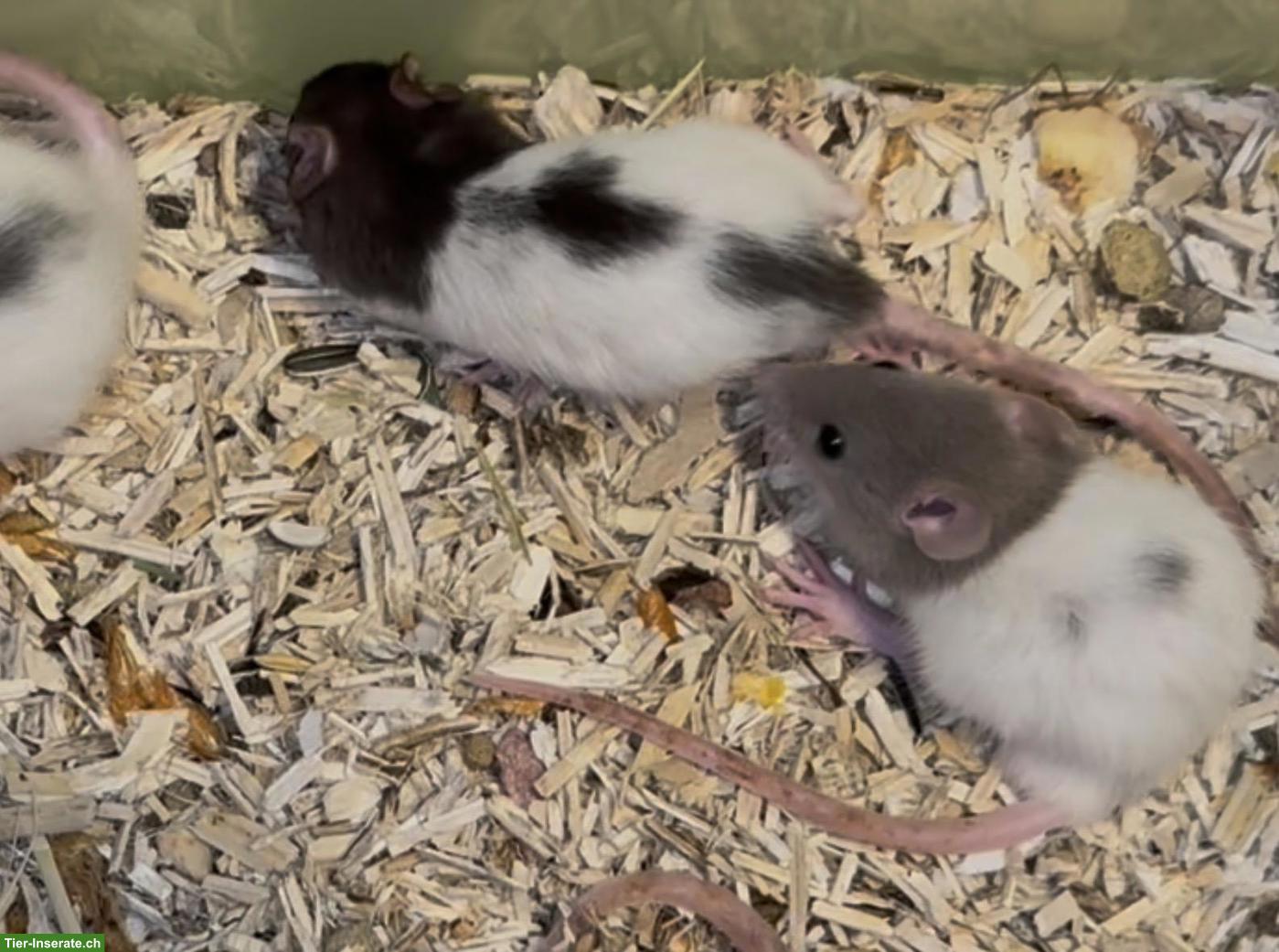 Bild 3: Junge Ratten m & w sind bereit für den Auszug