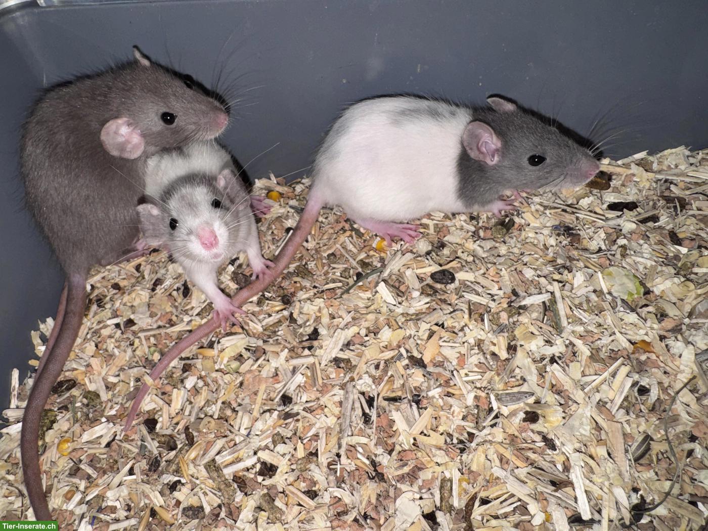 Bild 4: Junge Ratten m & w sind bereit für den Auszug
