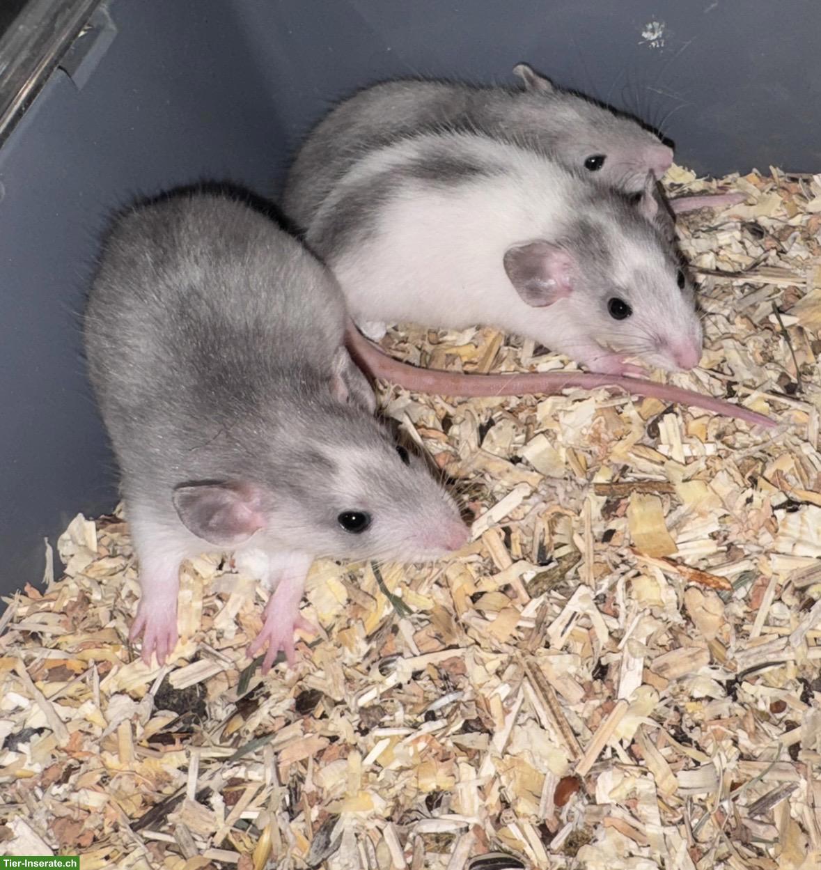 Bild 5: Junge Ratten m & w sind bereit für den Auszug