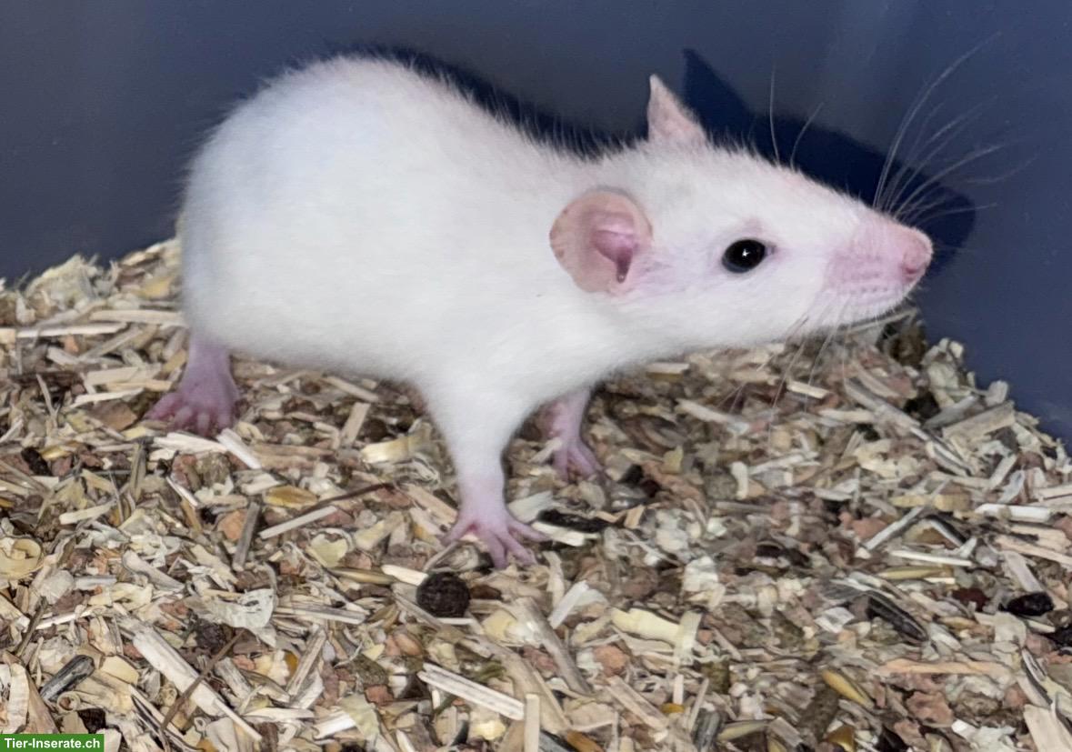 Bild 6: Junge Ratten m & w sind bereit für den Auszug