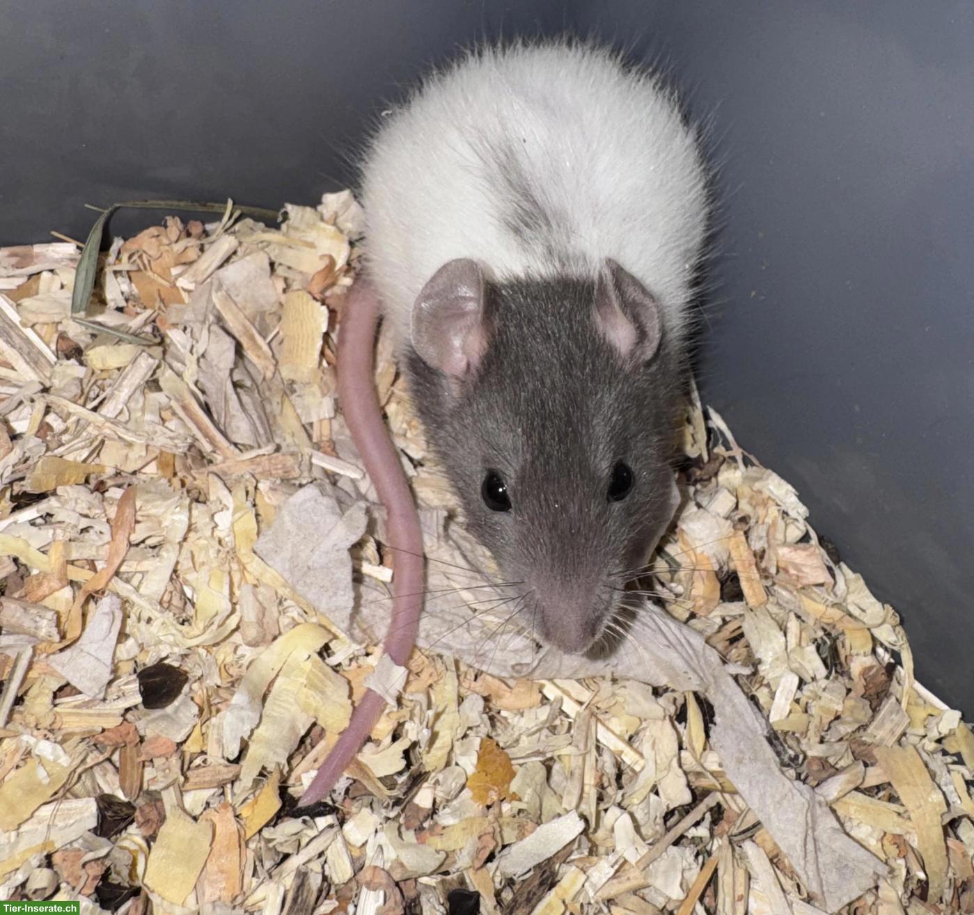 Bild 7: Junge Ratten m & w sind bereit für den Auszug
