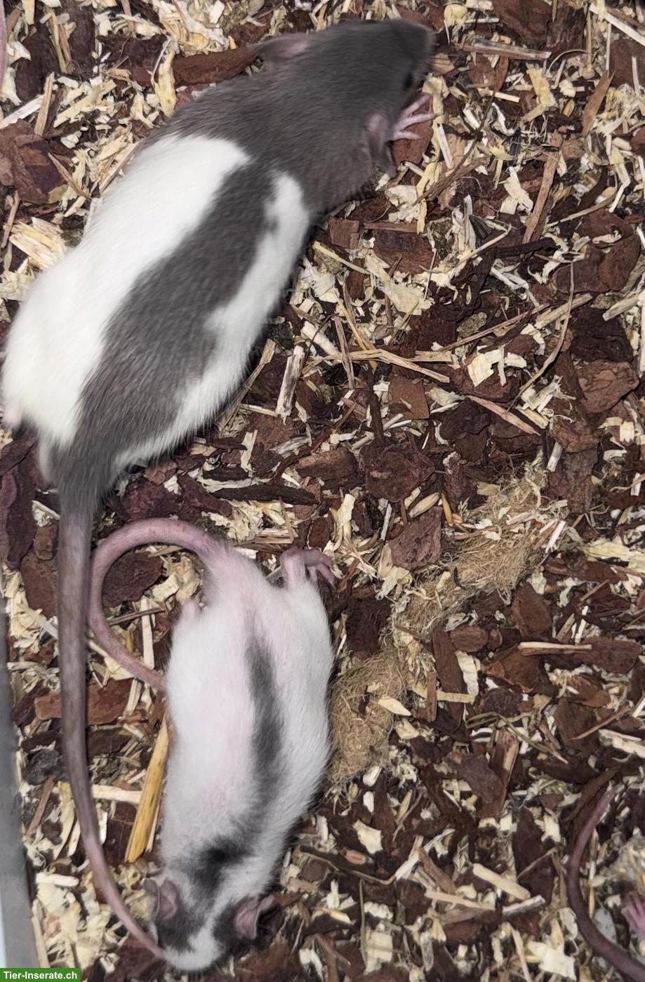 Bild 8: Junge Ratten m & w sind bereit für den Auszug