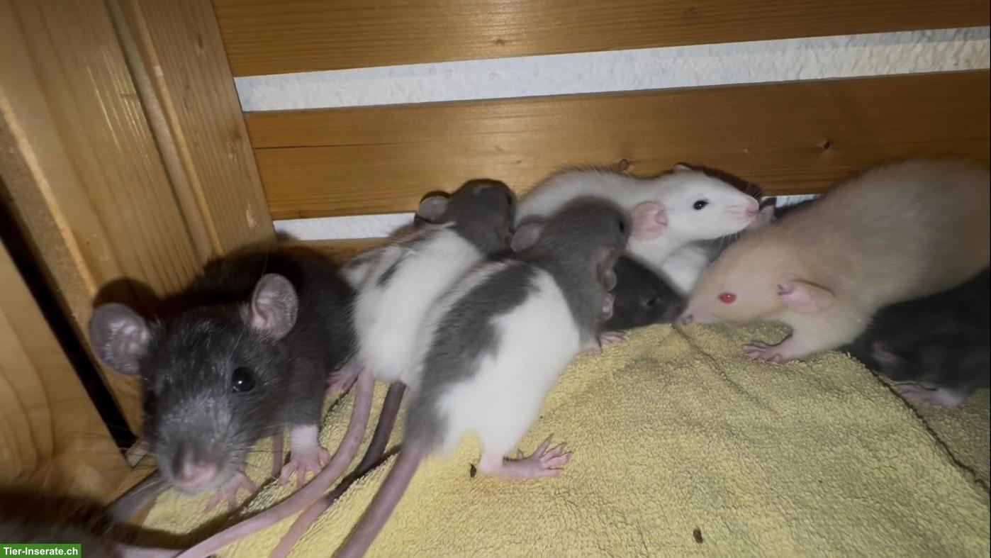 Bild 9: Junge Ratten m & w sind bereit für den Auszug