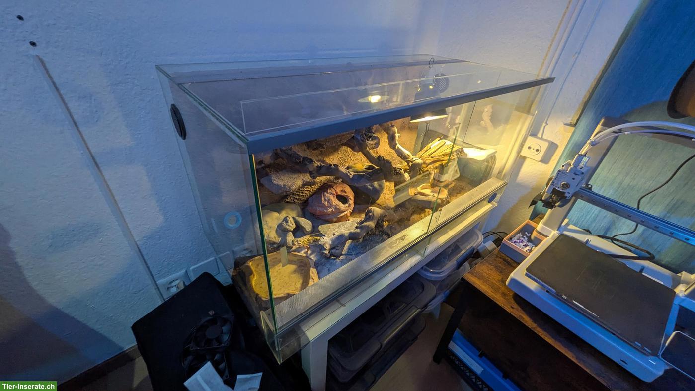 Leopardgeckos inkl. Terrarium zu verkaufen