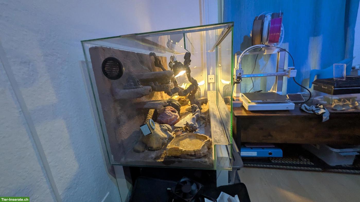 Bild 2: Leopardgeckos inkl. Terrarium zu verkaufen