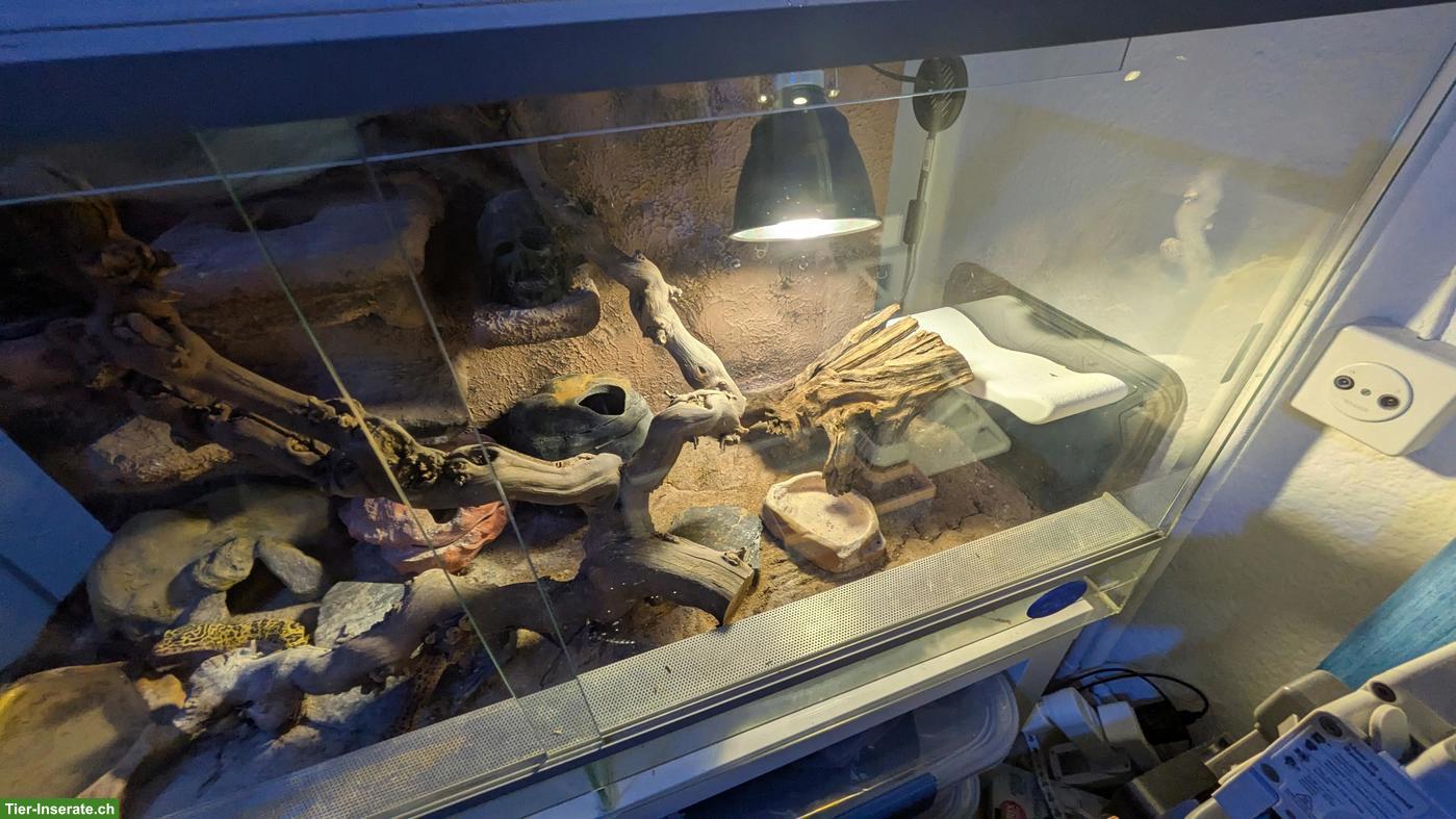Bild 3: Leopardgeckos inkl. Terrarium zu verkaufen