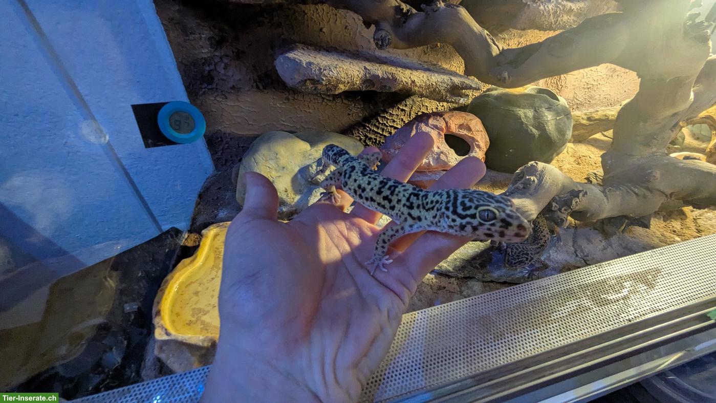 Bild 4: Leopardgeckos inkl. Terrarium zu verkaufen
