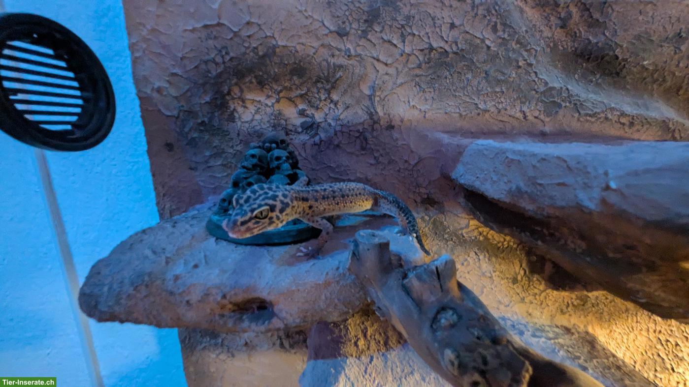 Bild 5: Leopardgeckos inkl. Terrarium zu verkaufen