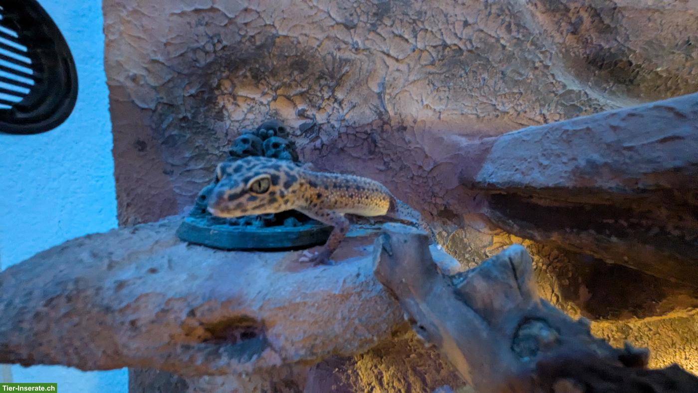 Bild 6: Leopardgeckos inkl. Terrarium zu verkaufen