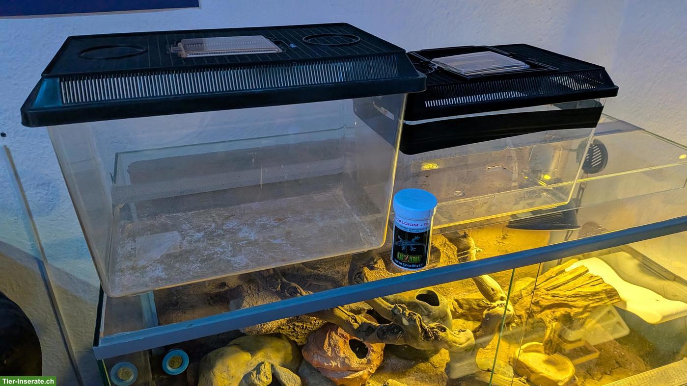 Bild 7: Leopardgeckos inkl. Terrarium zu verkaufen