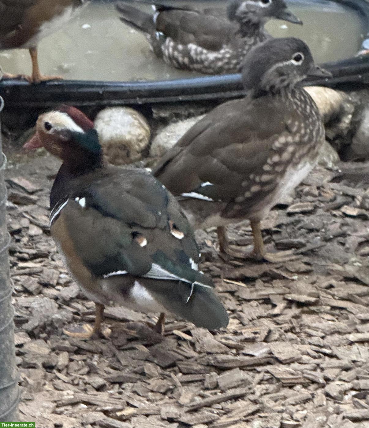 Bild 2: Mandarinenenten aus Naturbrut abzugeben