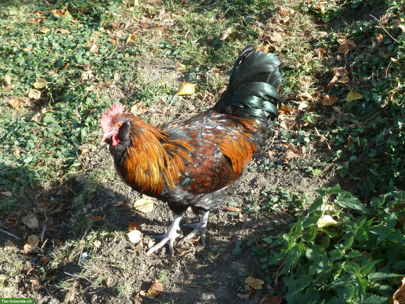 Junghahn aus Naturbrut