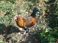 Junghahn aus Naturbrut