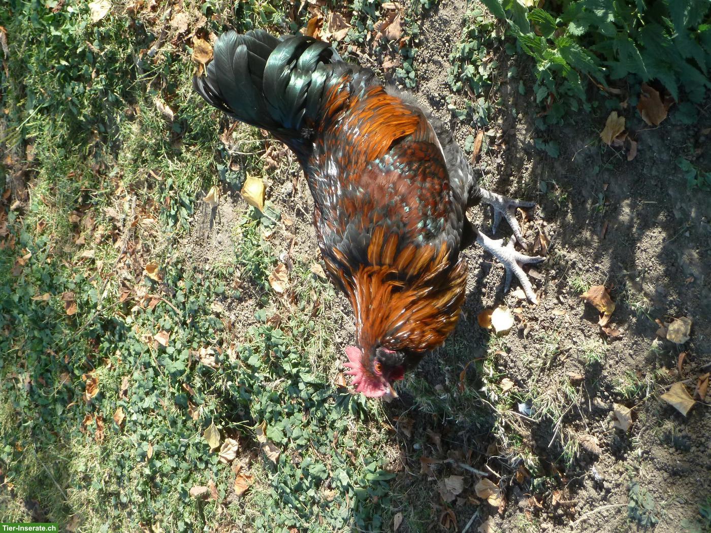 Bild 2: Junghahn aus Naturbrut