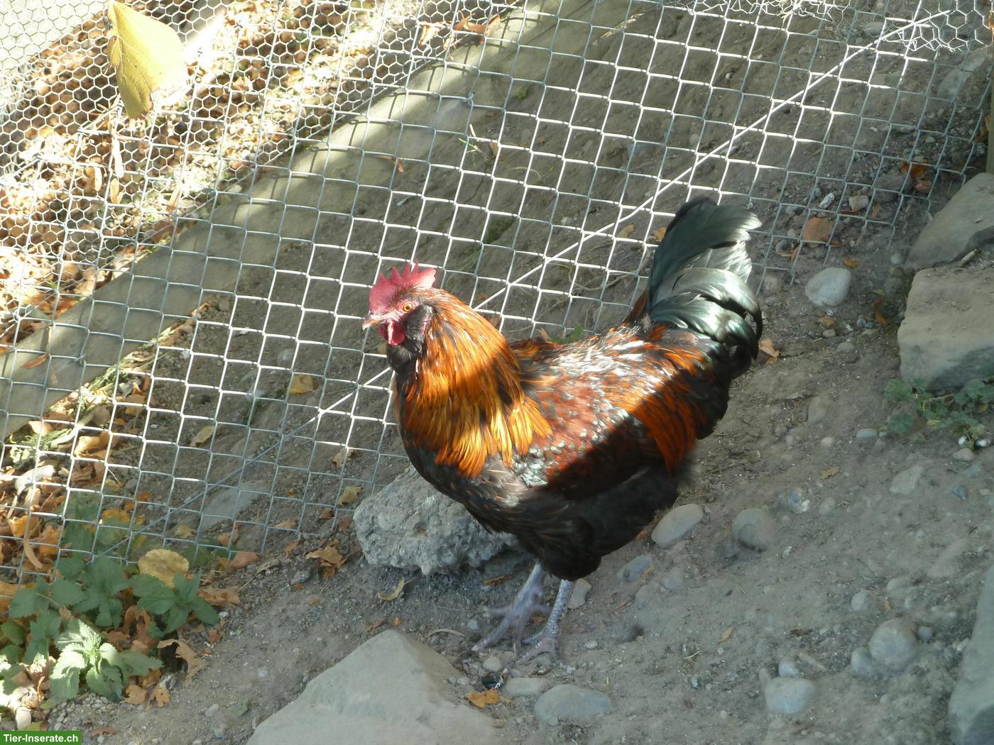Bild 3: Junghahn aus Naturbrut
