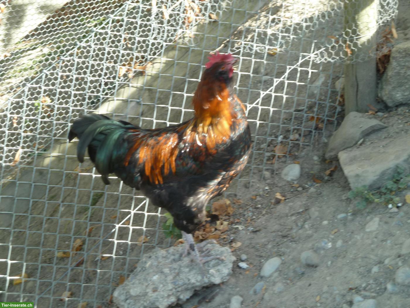 Bild 4: Junghahn aus Naturbrut