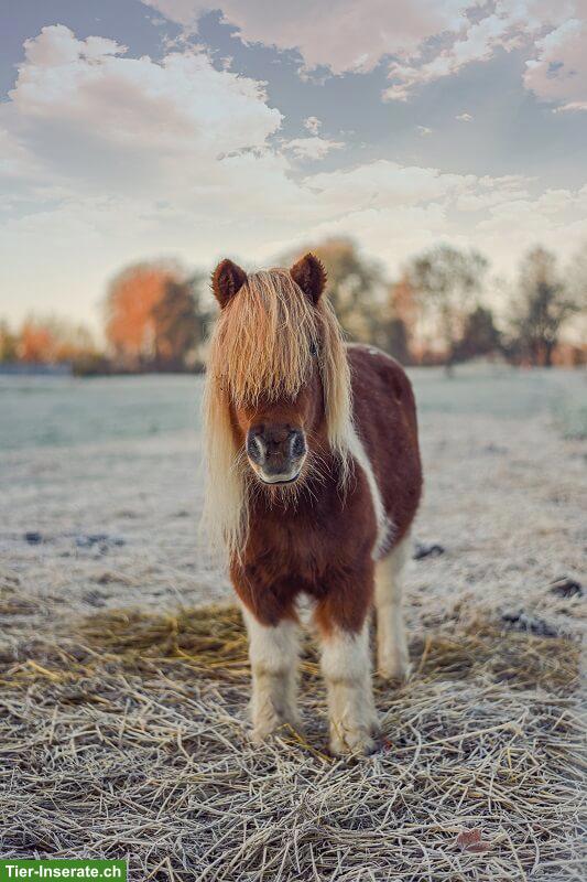 Suche Beistellpony