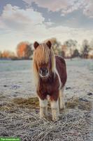 Suche Beistellpony