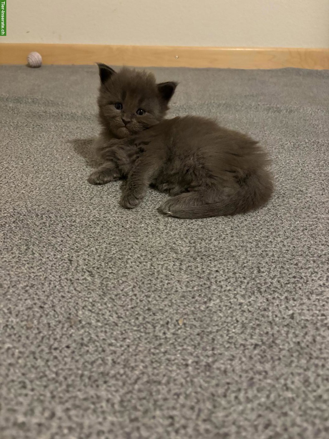 Reinrassige Maine Coon Kitten, blue smoke