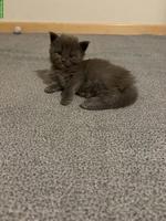 Reinrassige Maine Coon Kitten, blue smoke