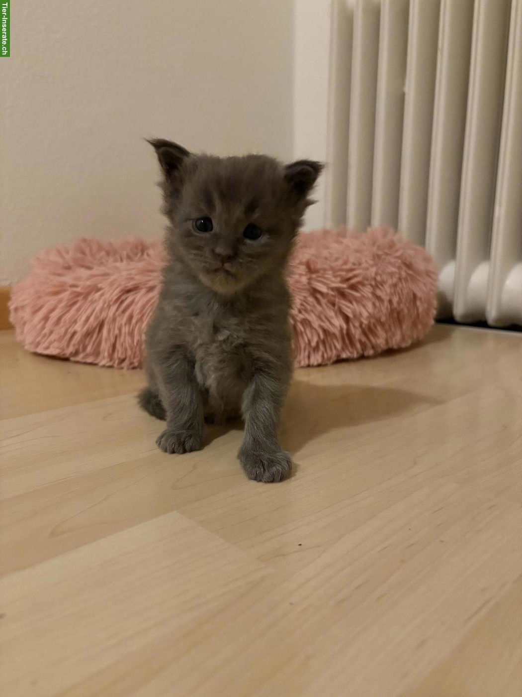 Bild 2: Reinrassige Maine Coon Kitten, blue smoke