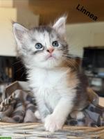 Typvolle Maine Coon Kitten mit Stammbaum