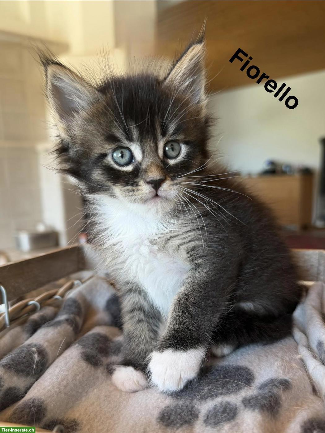 Bild 2: Typvolle Maine Coon Kitten mit Stammbaum