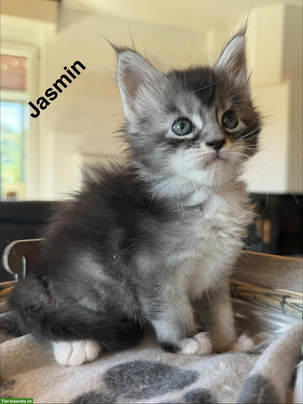 Bild 3: Typvolle Maine Coon Kitten mit Stammbaum