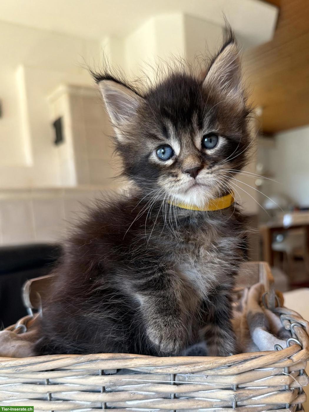 Bild 4: Typvolle Maine Coon Kitten mit Stammbaum