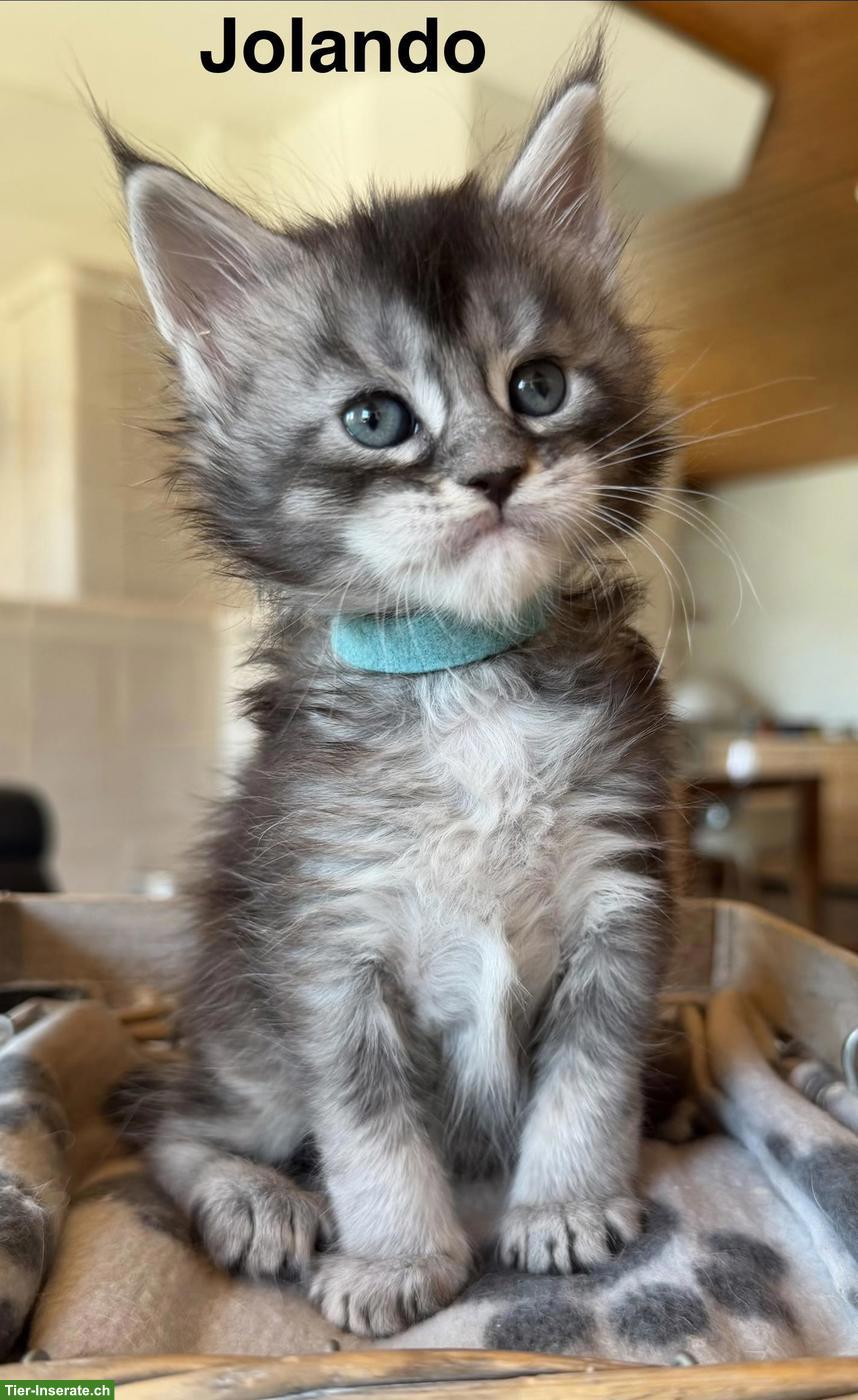 Bild 5: Typvolle Maine Coon Kitten mit Stammbaum