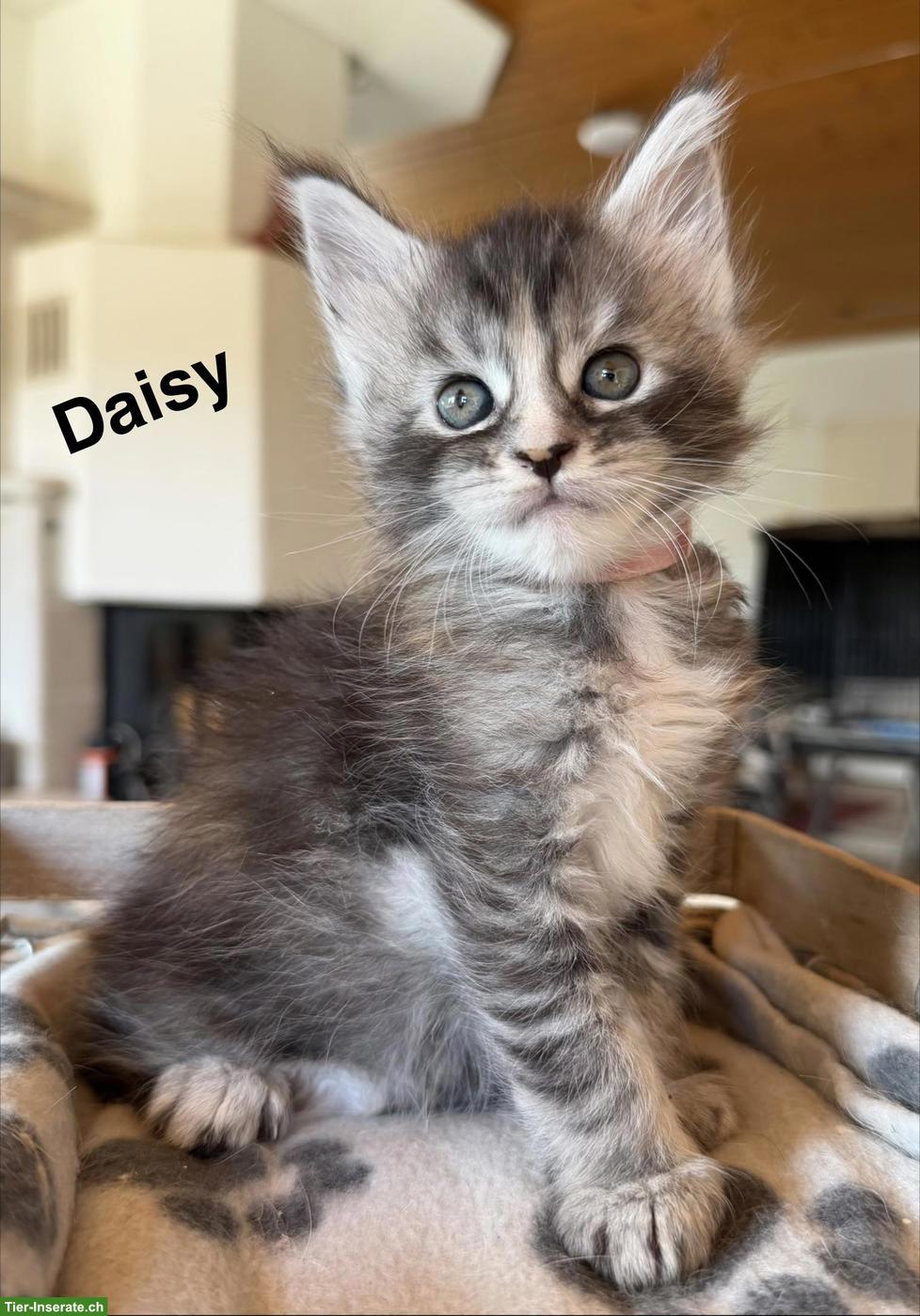 Bild 6: Typvolle Maine Coon Kitten mit Stammbaum