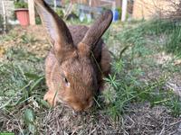5 junge Mix-Kaninchen, mittelgross