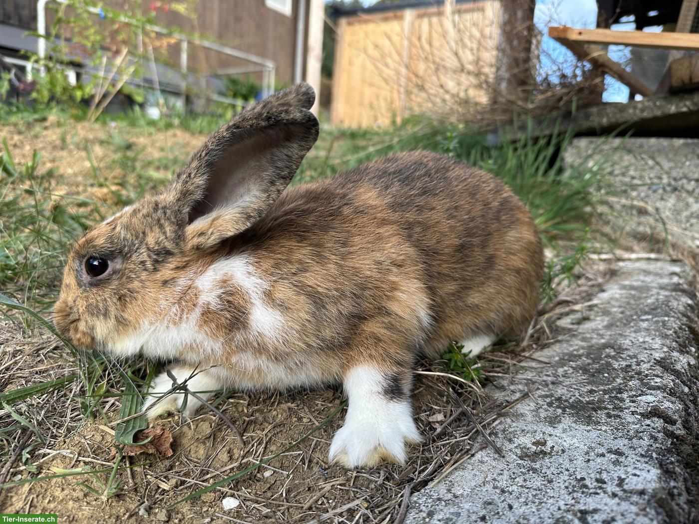 Bild 2: 5 junge Mix-Kaninchen, mittelgross