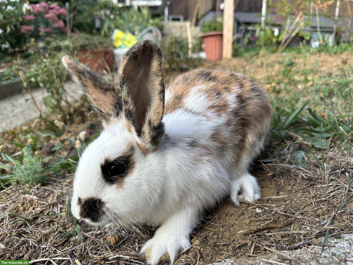 Bild 3: 5 junge Mix-Kaninchen, mittelgross