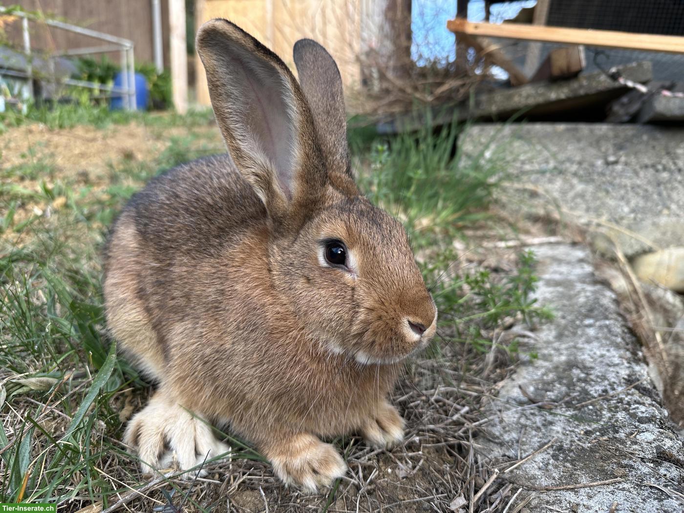 Bild 4: 5 junge Mix-Kaninchen, mittelgross