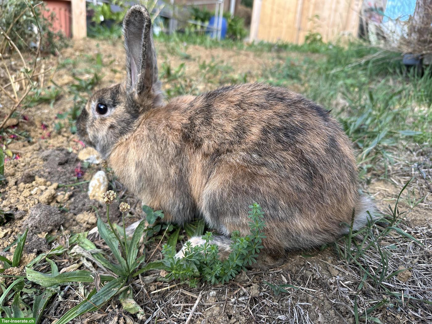 Bild 5: 5 junge Mix-Kaninchen, mittelgross