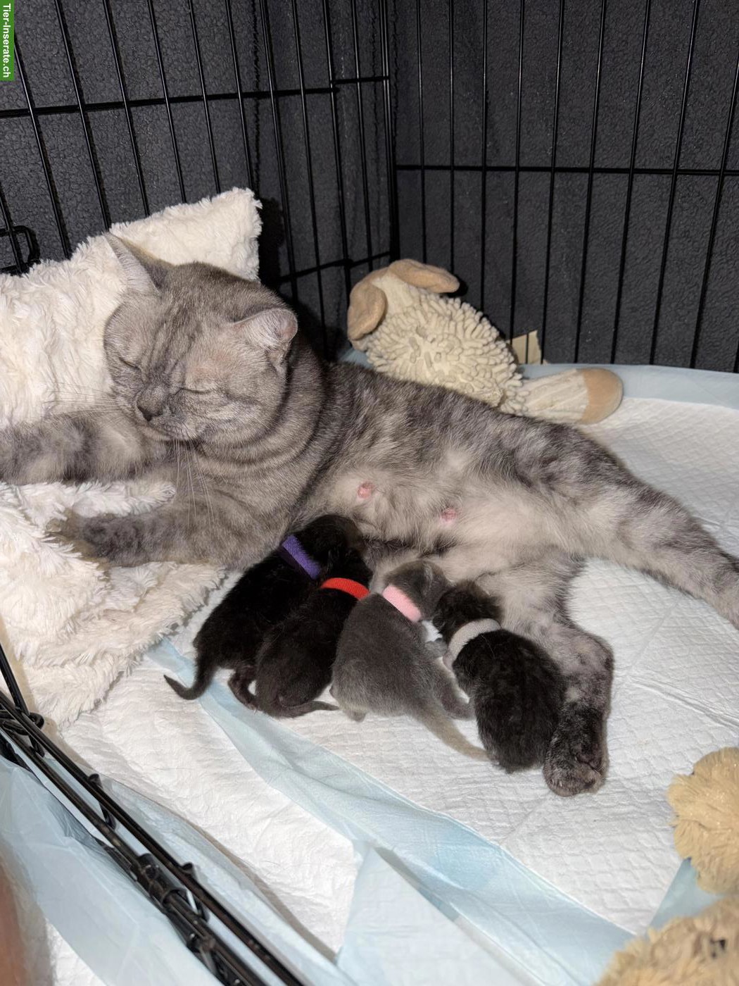 Süße Britisch Kurzhaar Kitten suchen ihr Zuhause