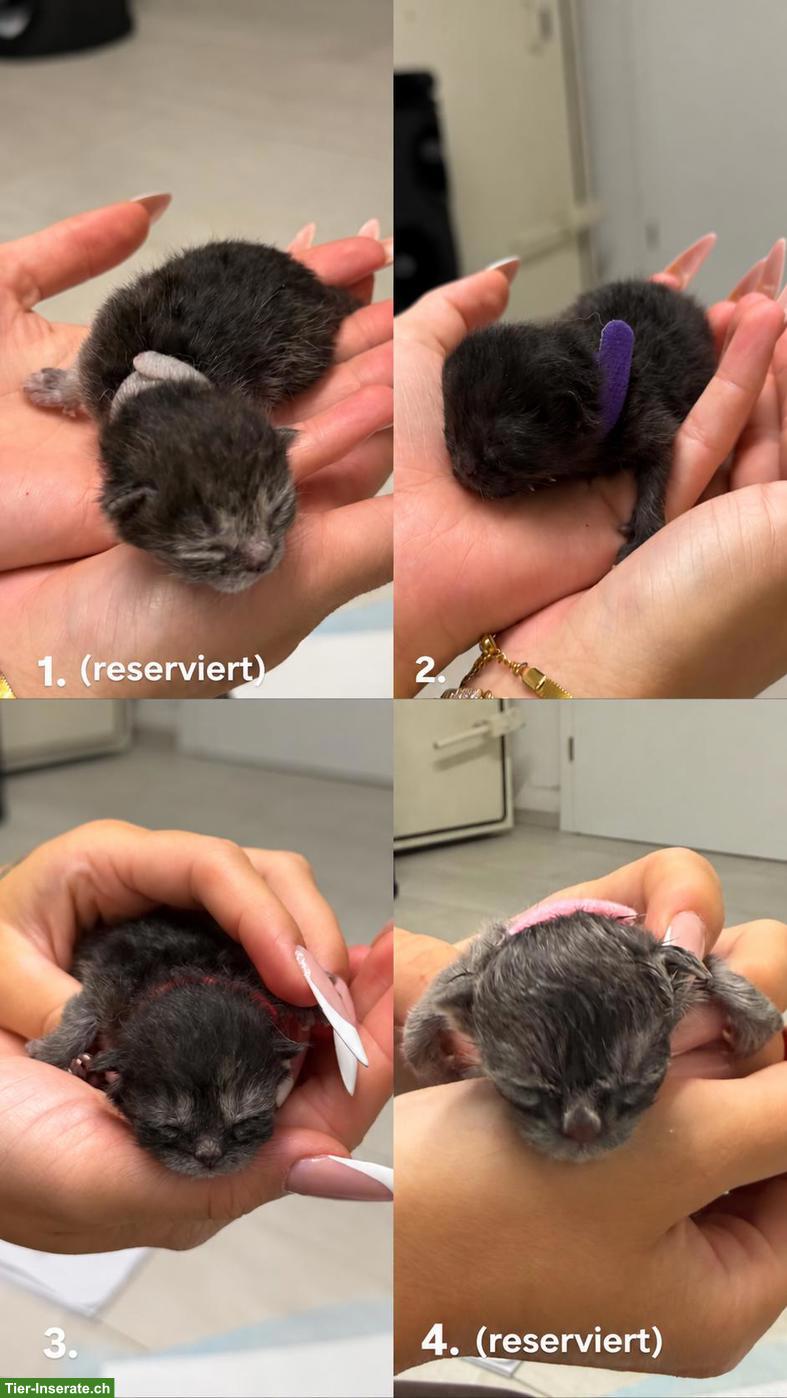 Bild 2: Süße Britisch Kurzhaar Kitten suchen ihr Zuhause