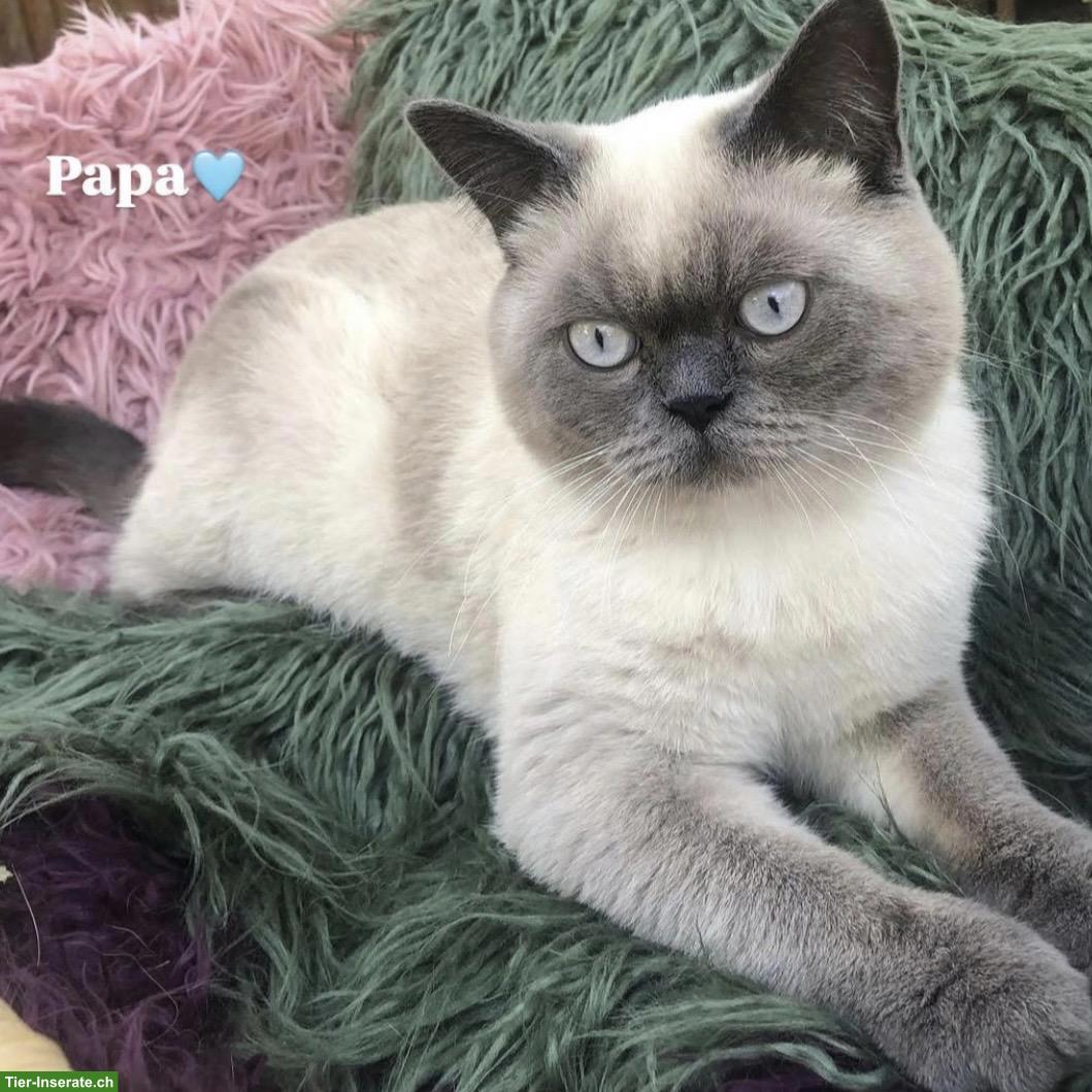 Bild 4: Süße Britisch Kurzhaar Kitten suchen ihr Zuhause