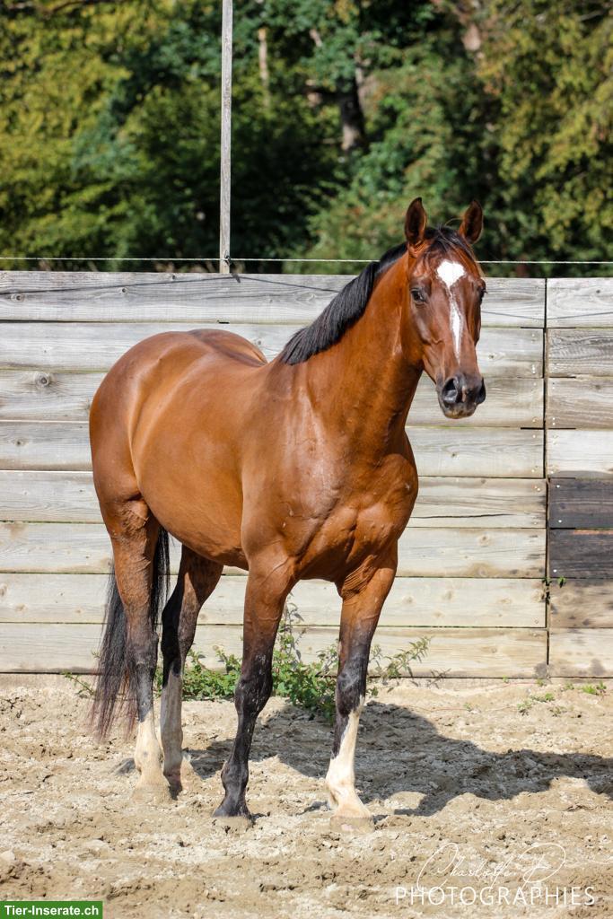 Bild 2: Geliebter Sportwallach zu verkaufen