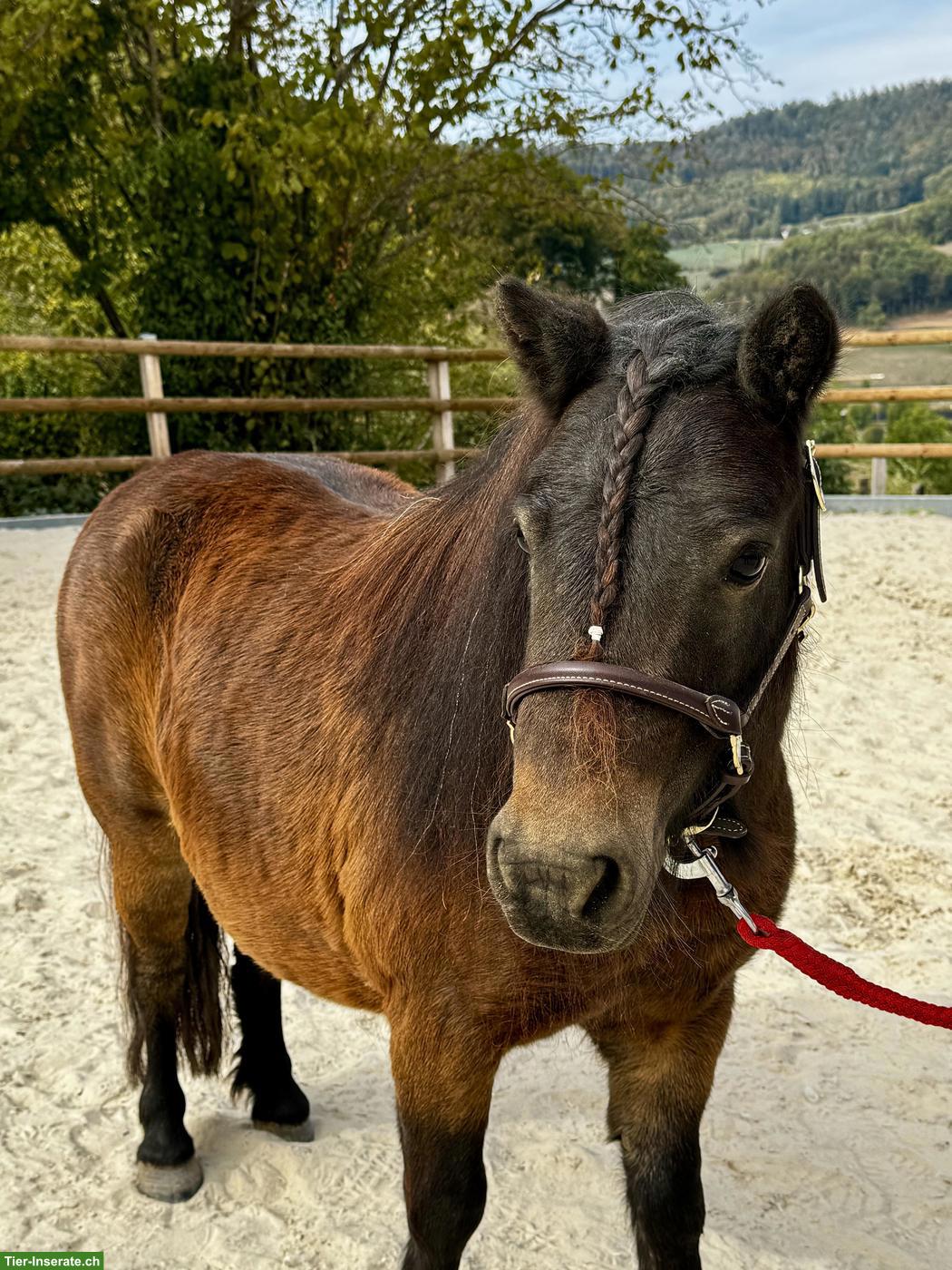 Bild 4: Wunderschöne Shetty Stute