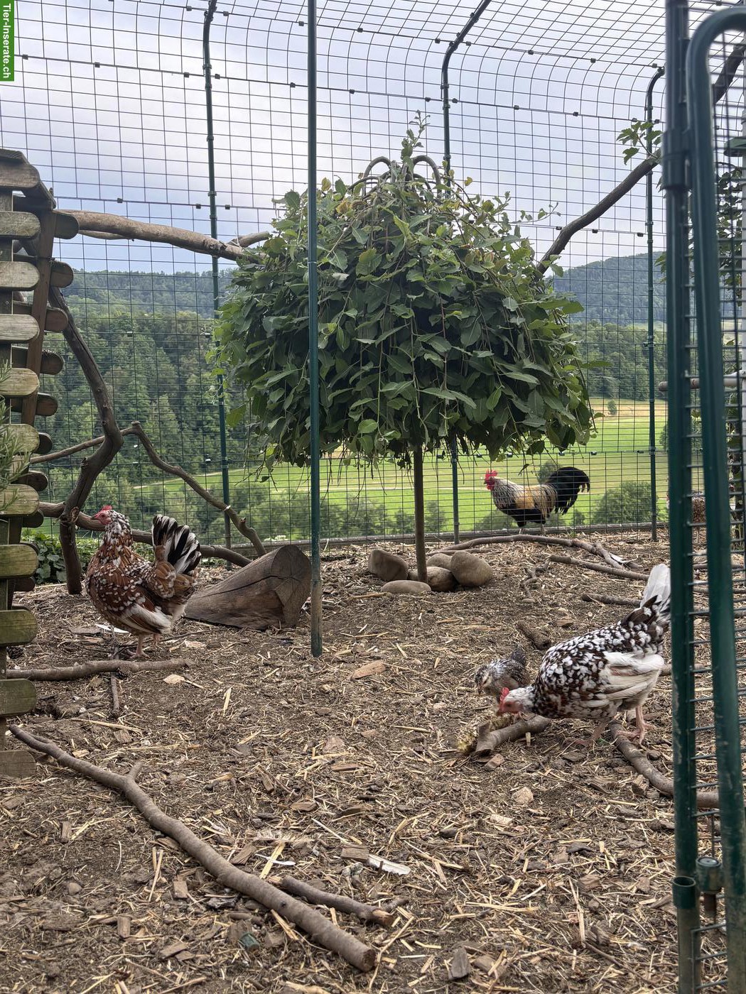 Bild 3: Steinpiperl Hühner zu verkaufen