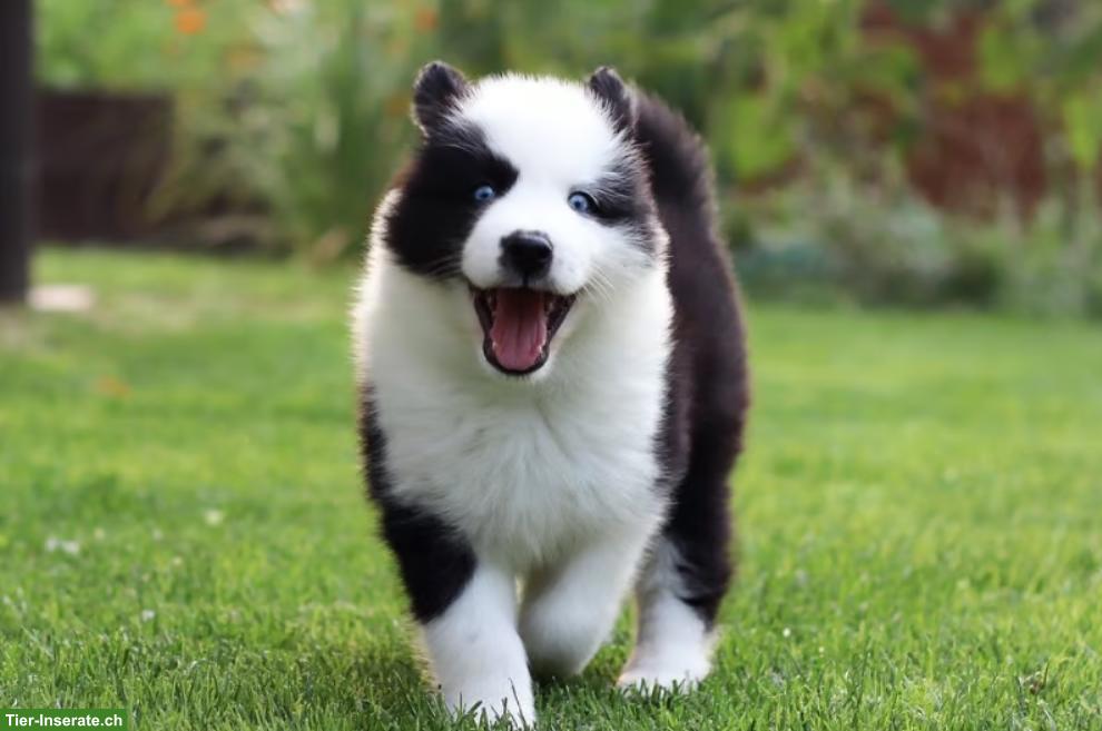 Bild 2: Yakutian laika puppies | Yakutskaya Laika Welpen