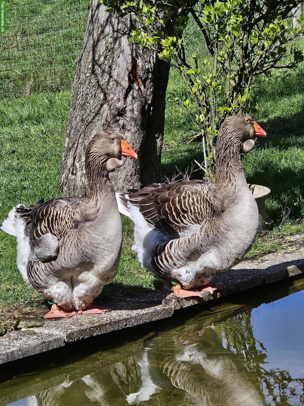 Bild 2: 2 Toulouser-Gänse Weibchen suchen schönes Zuhause